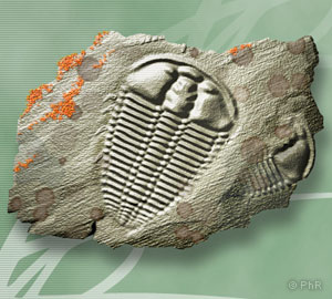 rache fossiles trilobite