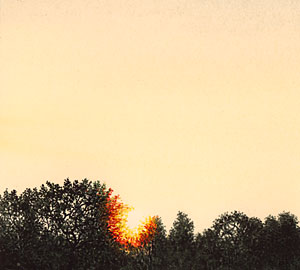 Ciel aquarelle foret coucher de soleil