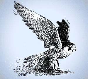 faucon falcon